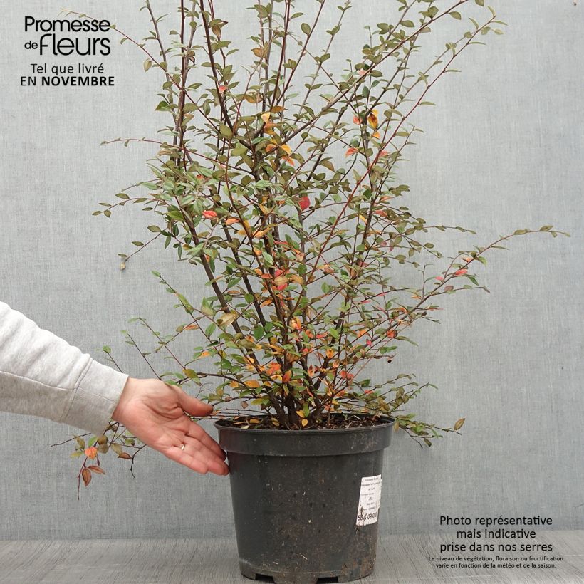 Example of Cotoneaster franchetii - Zwergmispel Topf mit 7,5L/10L as you get in automne