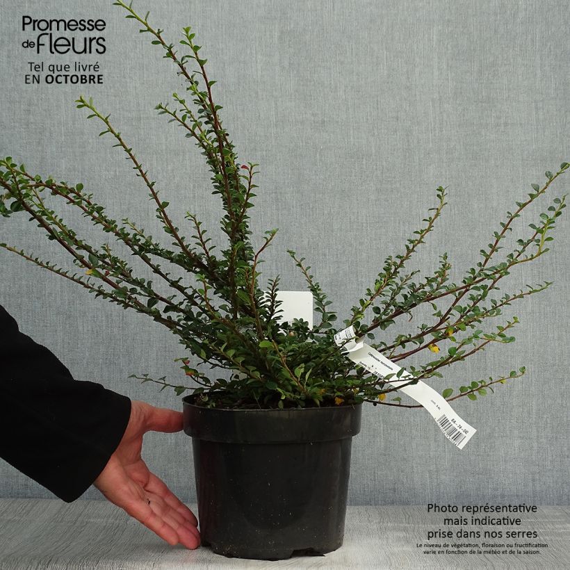 Example of Cotoneaster horizontalis - Zwergmispel Topf mit 2L/3L as you get in automne