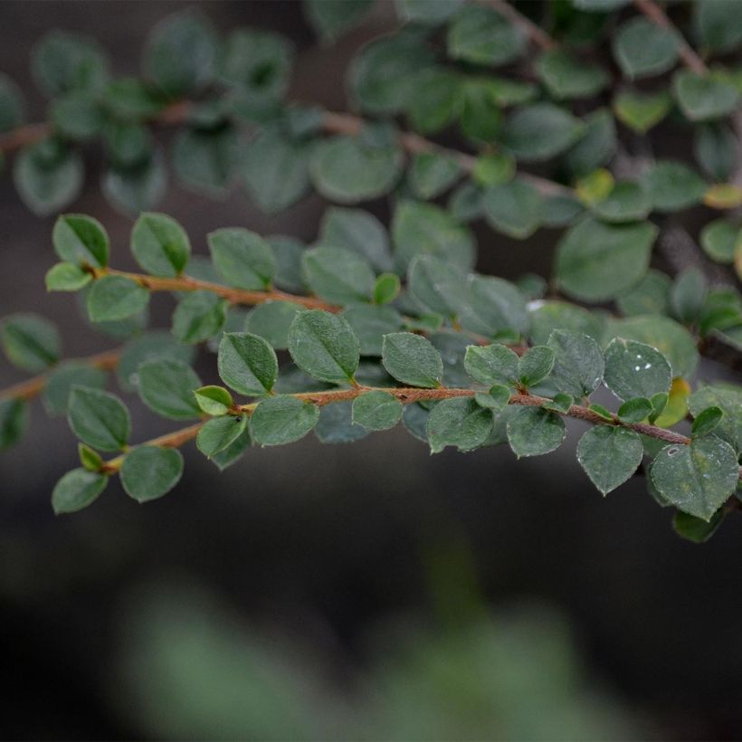 Cotoneaster horizontalis - Zwergmispel (Foliage)