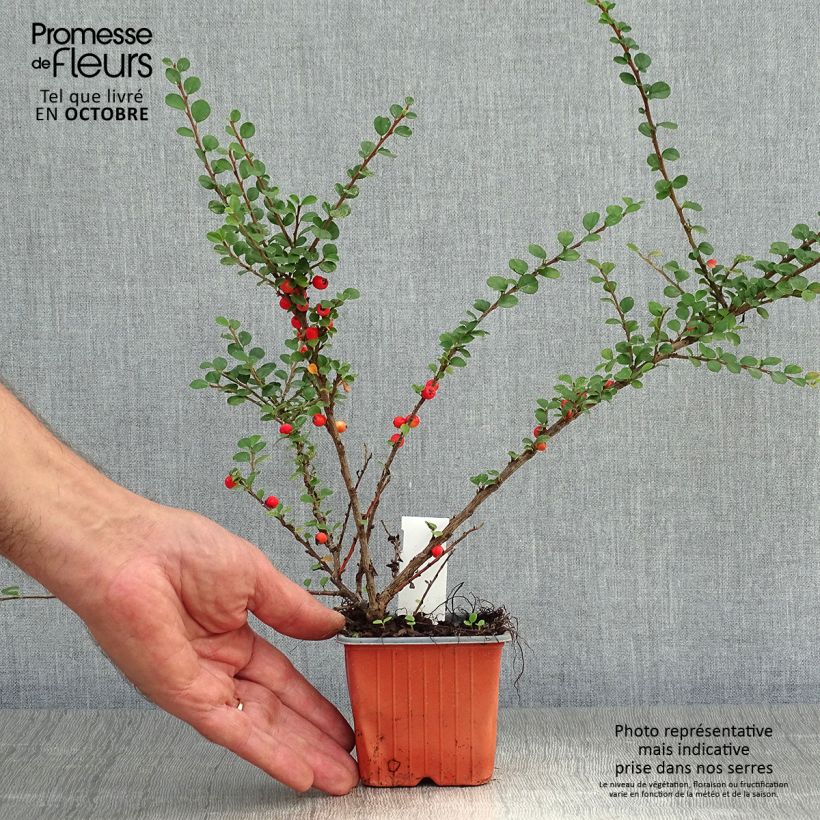 Example of Cotoneaster horizontalis - Zwergmispel Kleine Töpfe von 8/9 cm as you get in automne