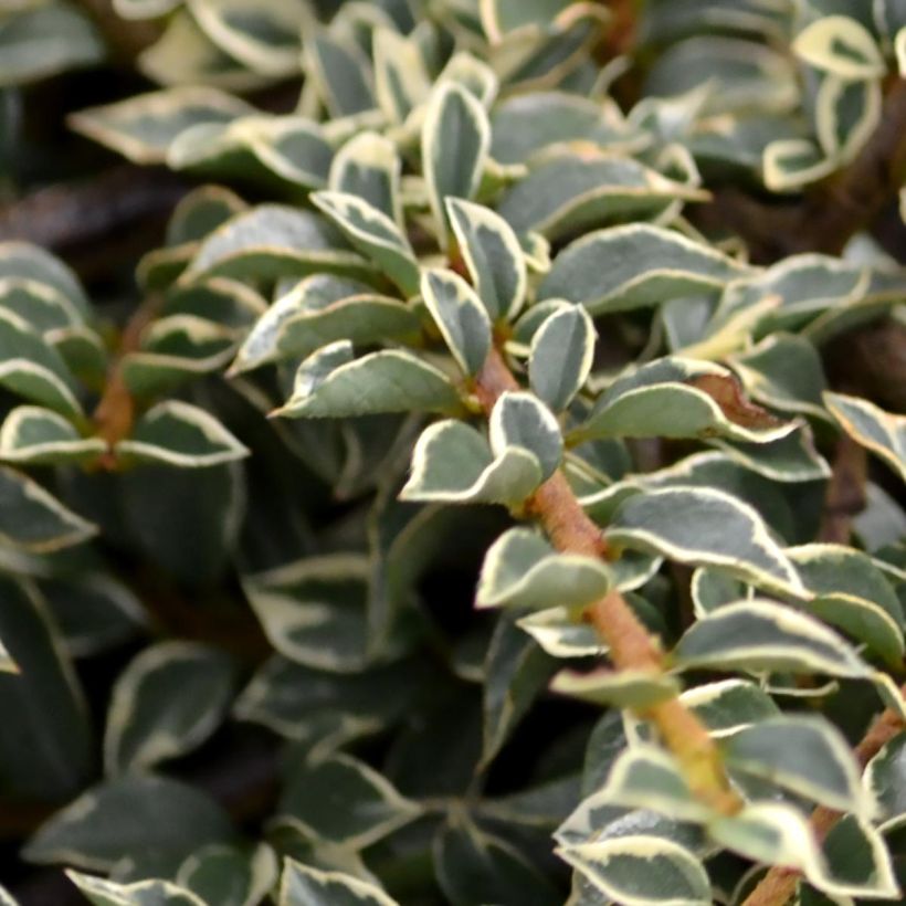 Cotoneaster horizontalis Variegatus - Zwergmispel (Foliage)