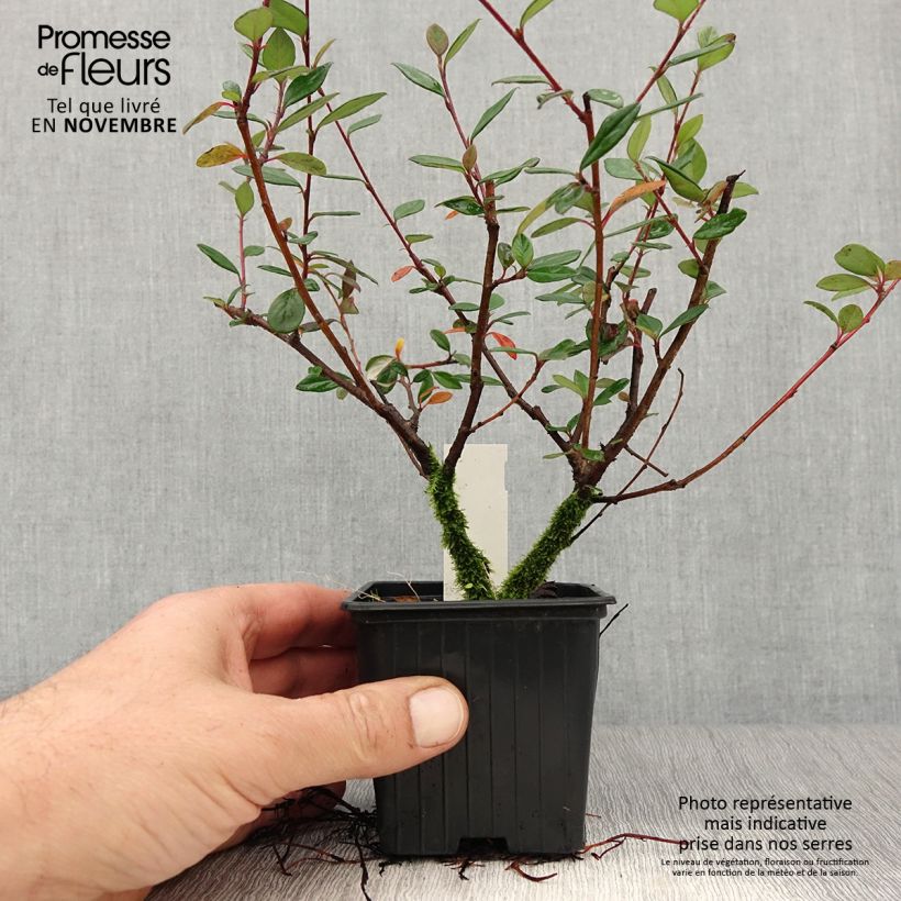 Example of Cotoneaster lacteus - Zwergmispel Kleine Töpfe von 8/9 cm as you get in automne