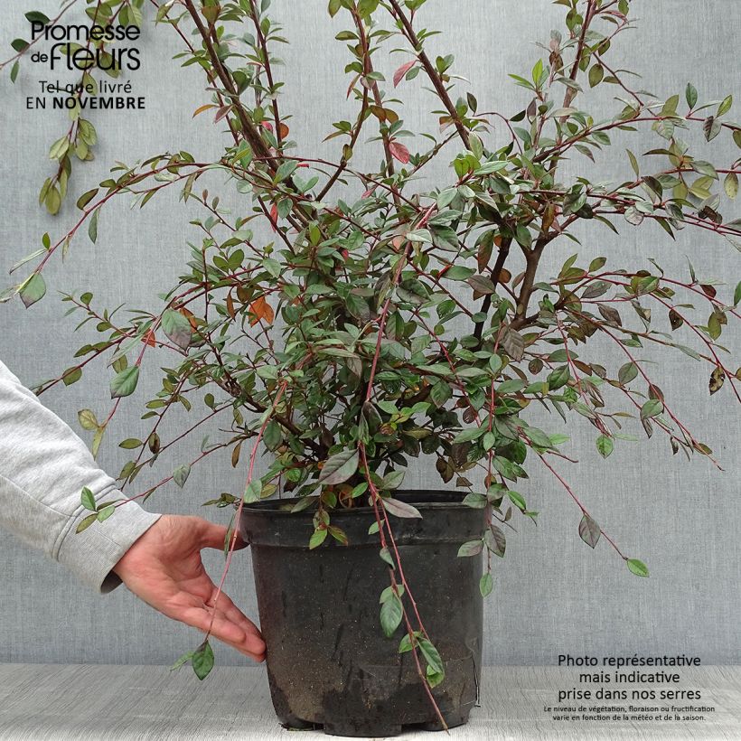 Example of Cotoneaster lacteus - Zwergmispel Topf mit 7,5L/10L as you get in automne