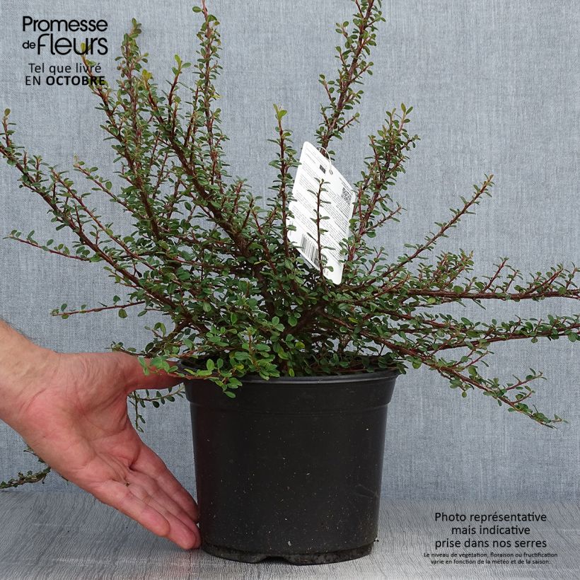 Example of Cotoneaster microphyllus - Zwergmispel Topf mit 2L/3L as you get in automne