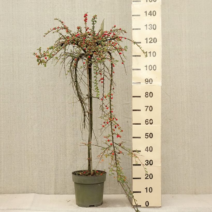 Example of Cotoneaster praecox Boer - Zwergmispel Topf mit 7,5L/10L as you get in automne