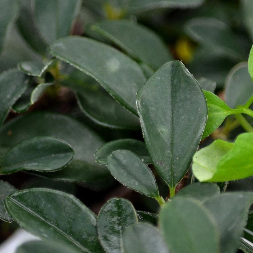 Cotoneaster procumbens Queen of Carpets - Teppich-Zwergmispel (Foliage)