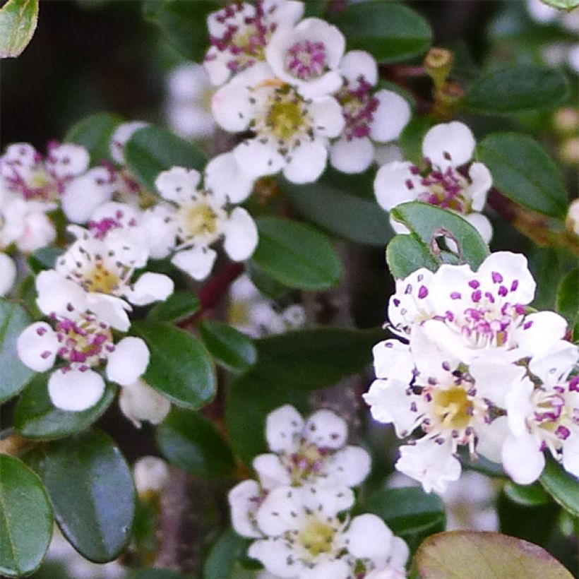 Cotoneaster procumbens Queen of Carpets - Teppich-Zwergmispel (Flowering)