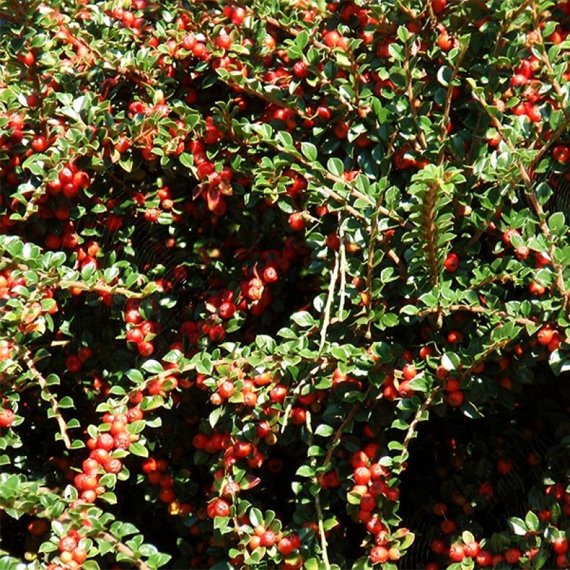 Cotoneaster procumbens Queen of Carpets - Teppich-Zwergmispel (Harvest)