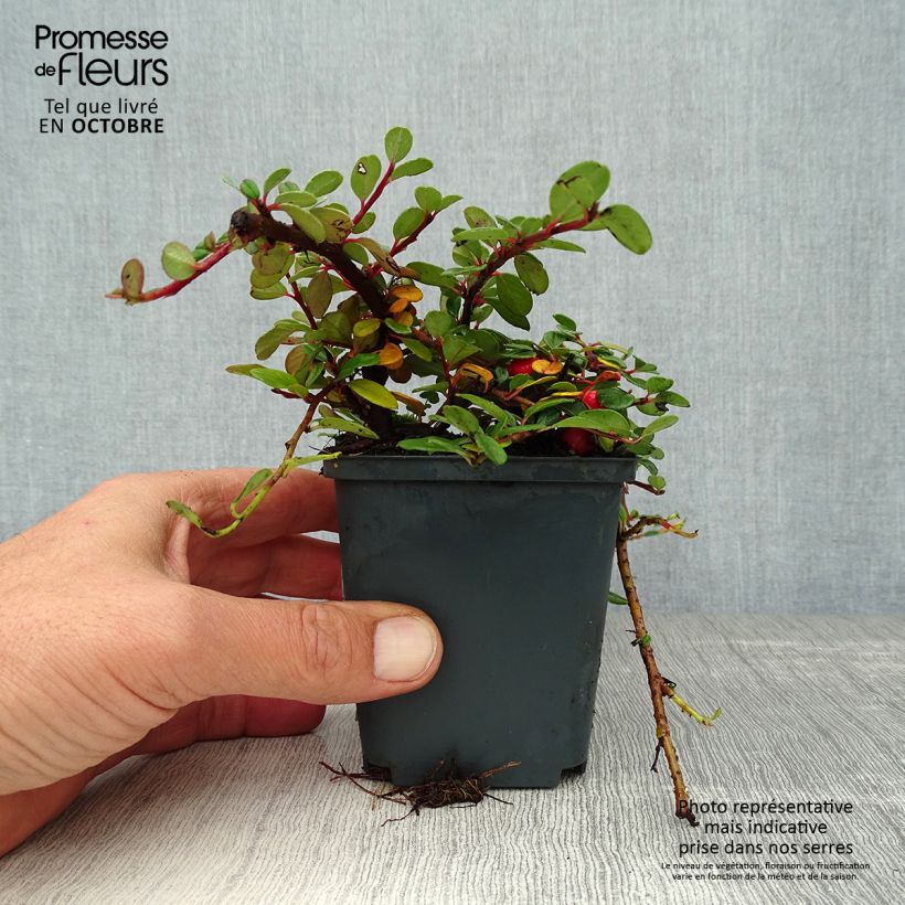 Example of Cotoneaster procumbens Queen of Carpets - Teppich-Zwergmispel Kleine Töpfe von 8/9 cm as you get in automne