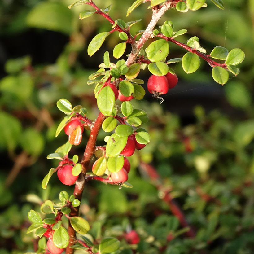 Cotoneaster procumbens Streibs Findling - Teppich-Zwergmispel (Harvest)