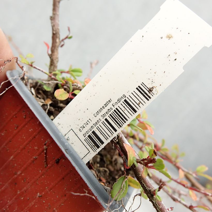 Example of Cotoneaster procumbens Streibs Findling - Teppich-Zwergmispel Kleine Töpfe von 8/9 cm as you get in ete