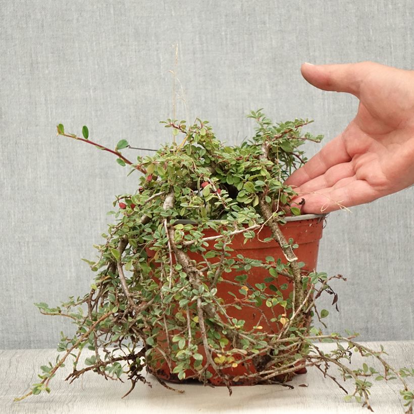 Example of Cotoneaster procumbens Streibs Findling - Teppich-Zwergmispel Topf mit 1,5L/2L as you get in ete