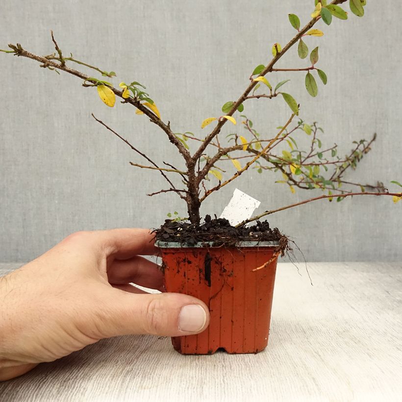Example of Cotoneaster suecicus Skogholm - Zwergmispel Kleine Töpfe von 8/9 cm as you get in automne