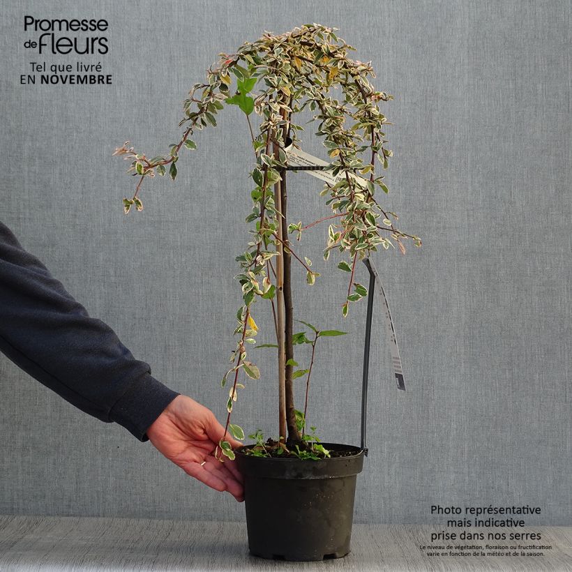 Example of Cotoneaster suecicus Juliette - Zwergmispel Topf mit 4L/5L as you get in automne