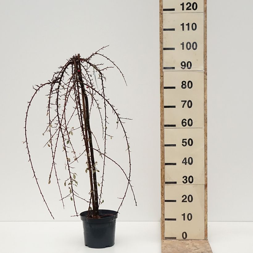 Example of Cotoneaster suecicus Erlinda - Zwergmispel Topf mit 3L/4L as you get in hiver