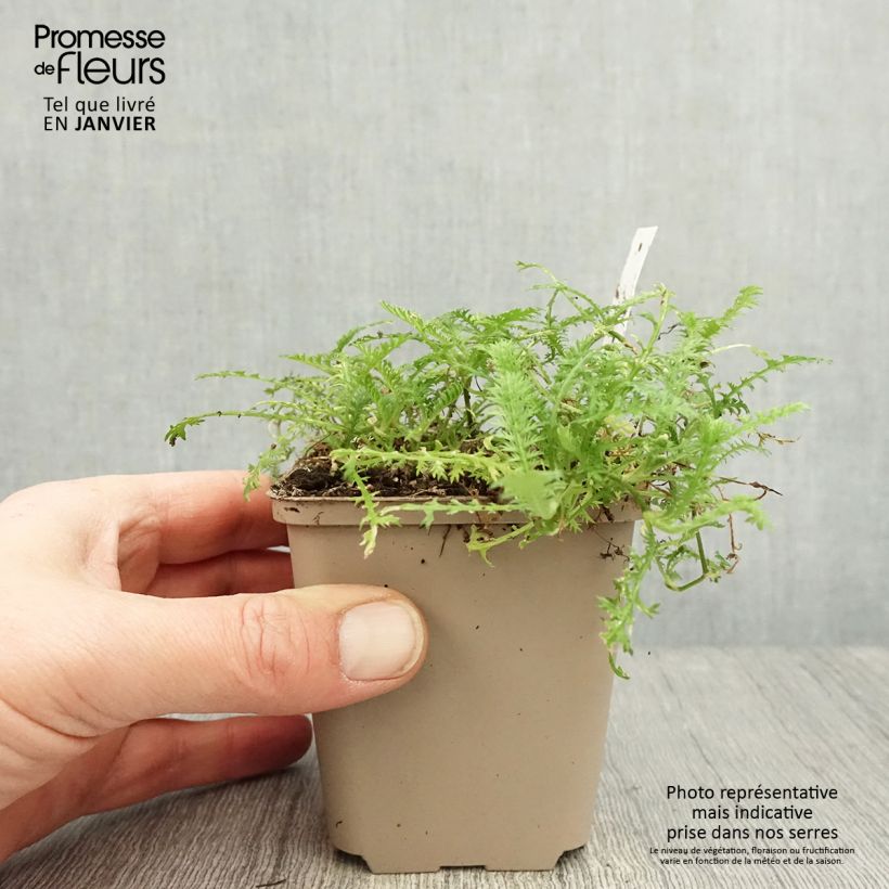 Exemplar von Cotula hispida - Laugenblume Kleine Töpfe von 8/9 cm wie im Winter geliefert