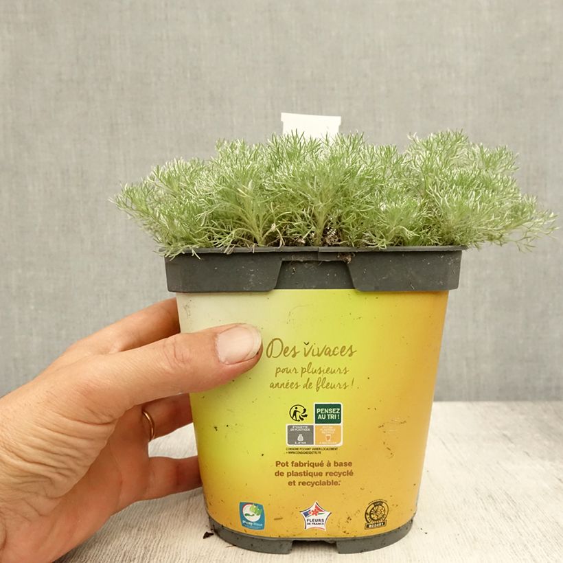 Example of Cotula hispida - Laugenblume Topf mit 2L/3L as you get in ete