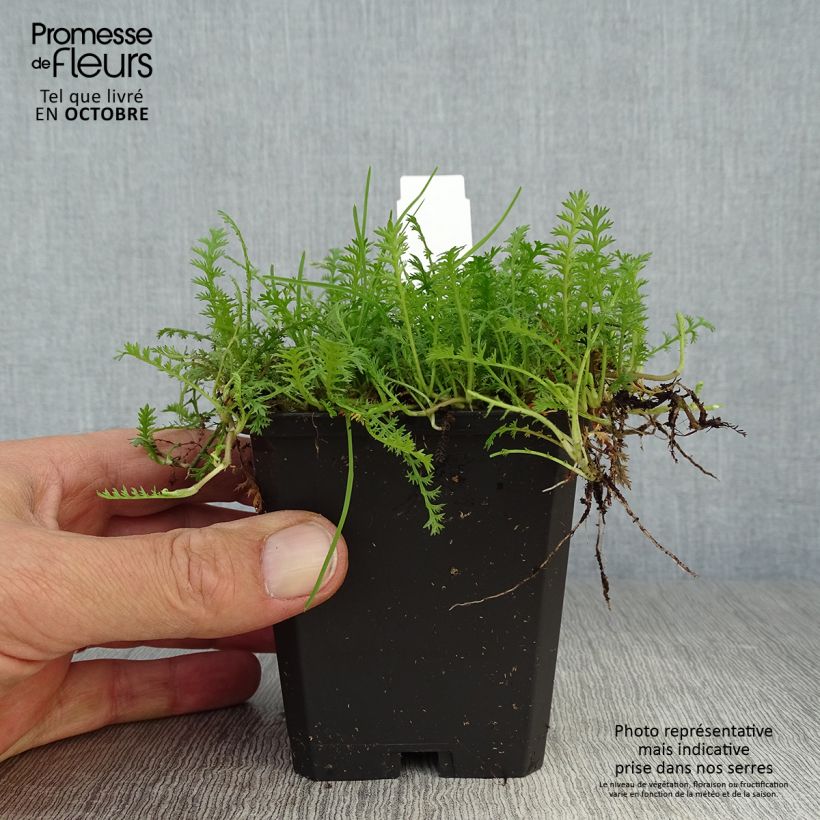 Example of Leptinella squalida - Fiederpolster Kleine Töpfe von 8/9 cm as you get in automne