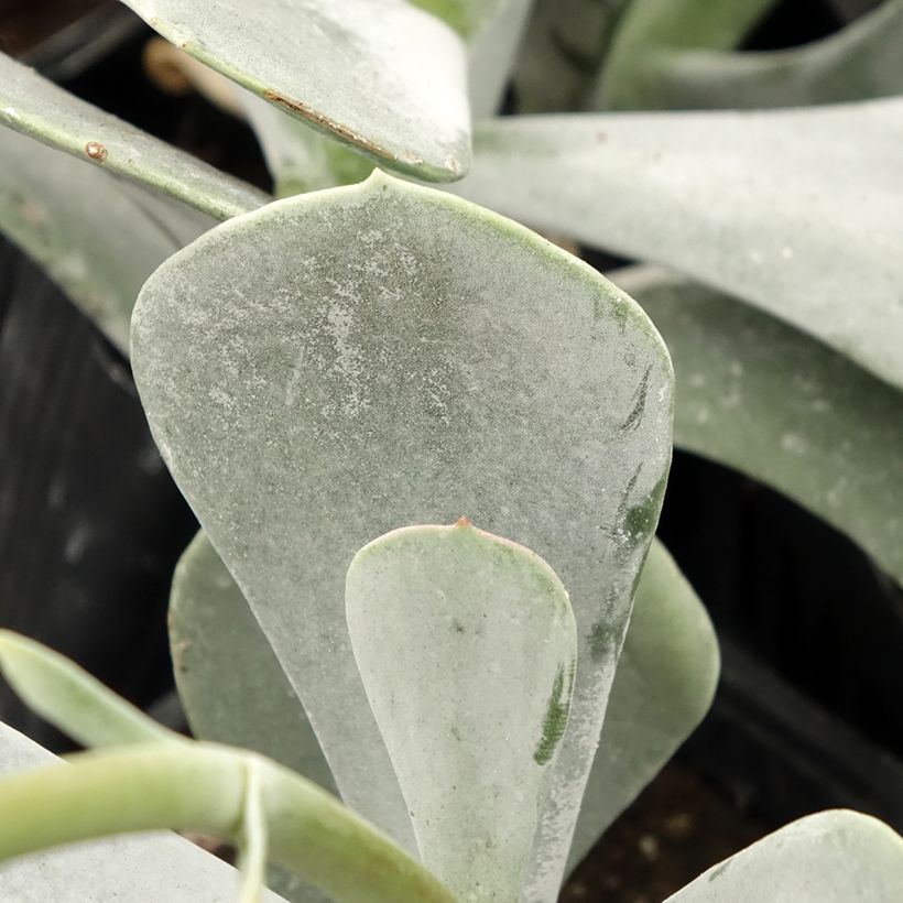 Cotyledon orbiculata Silver Dollar - Cotyledon (Laub)
