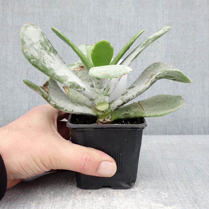 Exemplar von Cotyledon orbiculata Silver Dollar - Cotyledon Kleine Töpfe von 8/9 cm wie im Winter geliefert