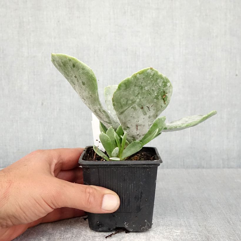 Exemplar von Cotyledon orbiculata Silver Dollar - Cotyledon Kleine Töpfe von 8/9 cm wie im Frühjahr geliefert