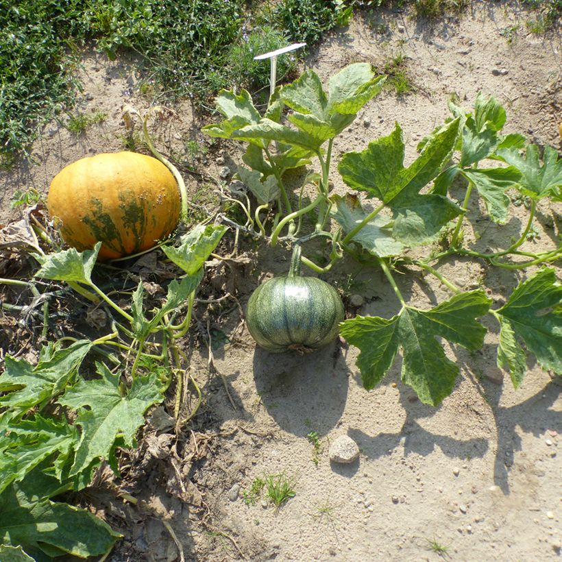 Garten-Kürbis Miranda (Plant habit)