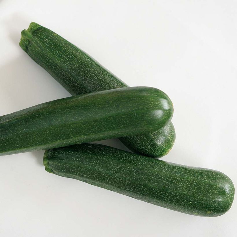 Veredelte Garten-Kürbis Kimber F1 (Veredelt) (Harvest)