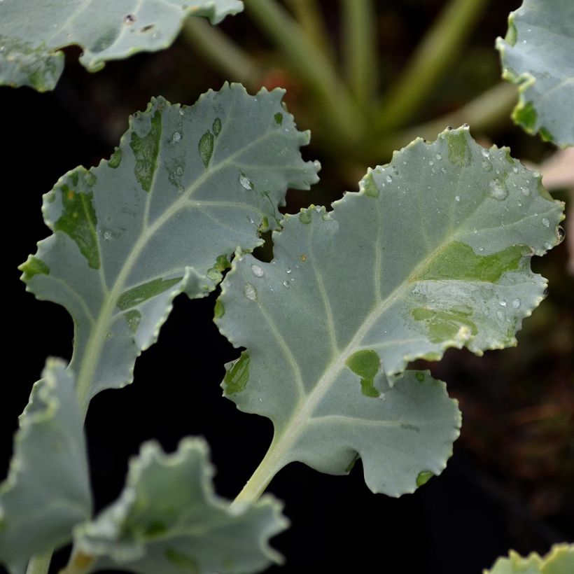 Echter Meerkohl - Crambe maritima (Foliage)