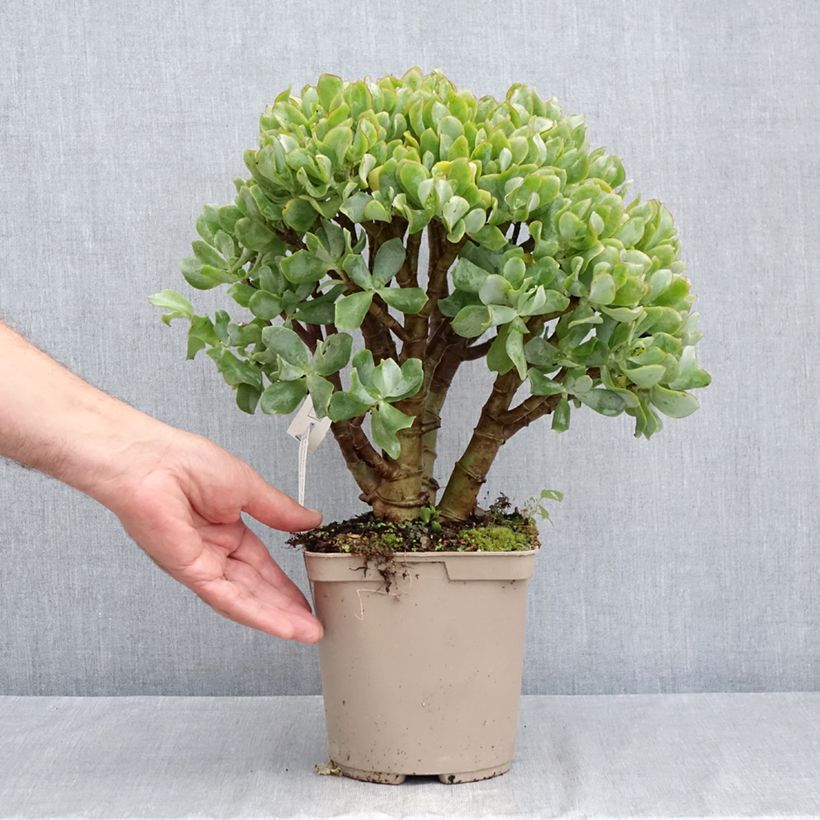 Exemplar von Crassula arborescens Curly Grey - Dickblatt Topf mit 3L/4L wie im Sommer geliefert