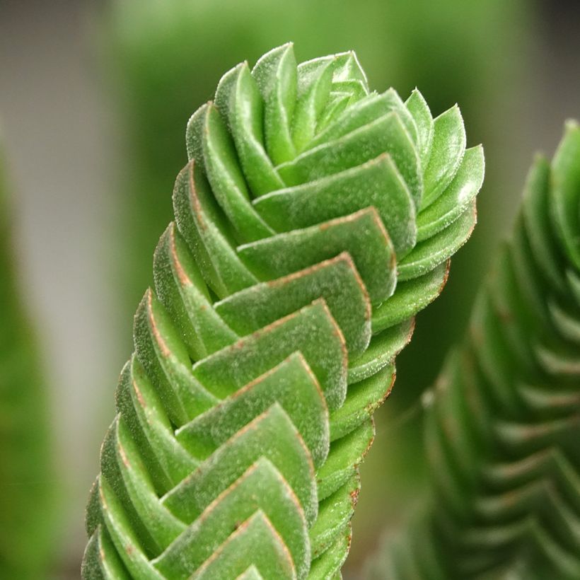 Crassula Buddha's Temple (Laub)