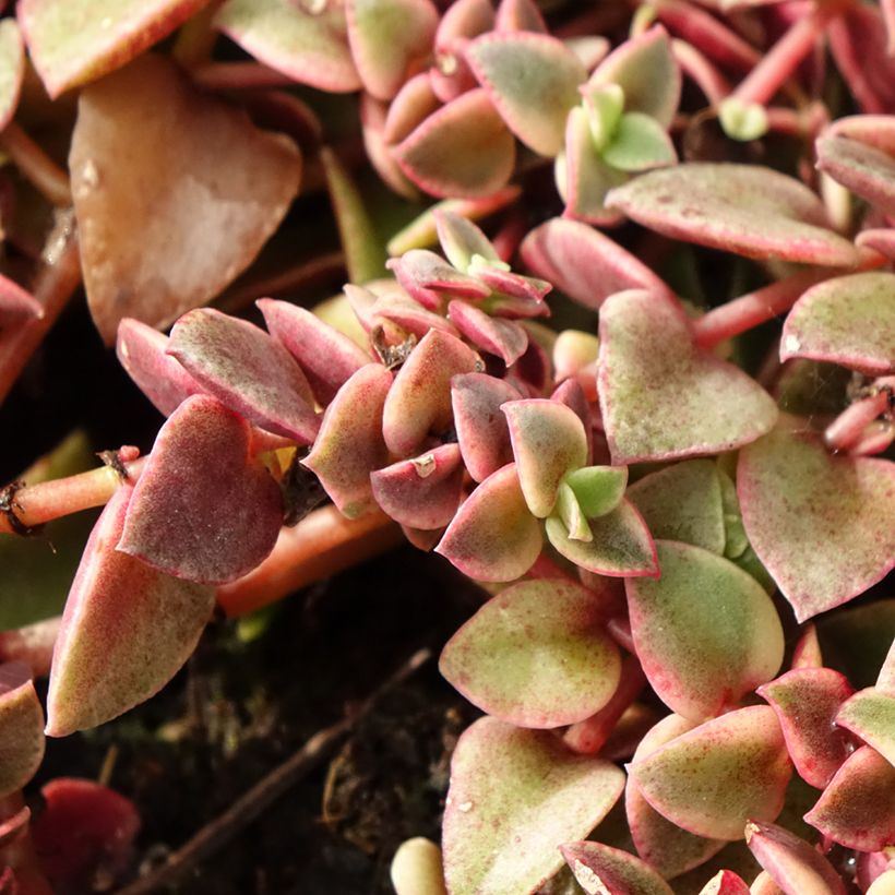 Crassula Desert Diamond (Laub)