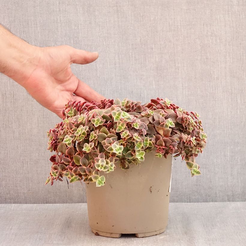 Exemplar von Crassula Desert Diamond Topf mit 3L/4L wie im Sommer geliefert