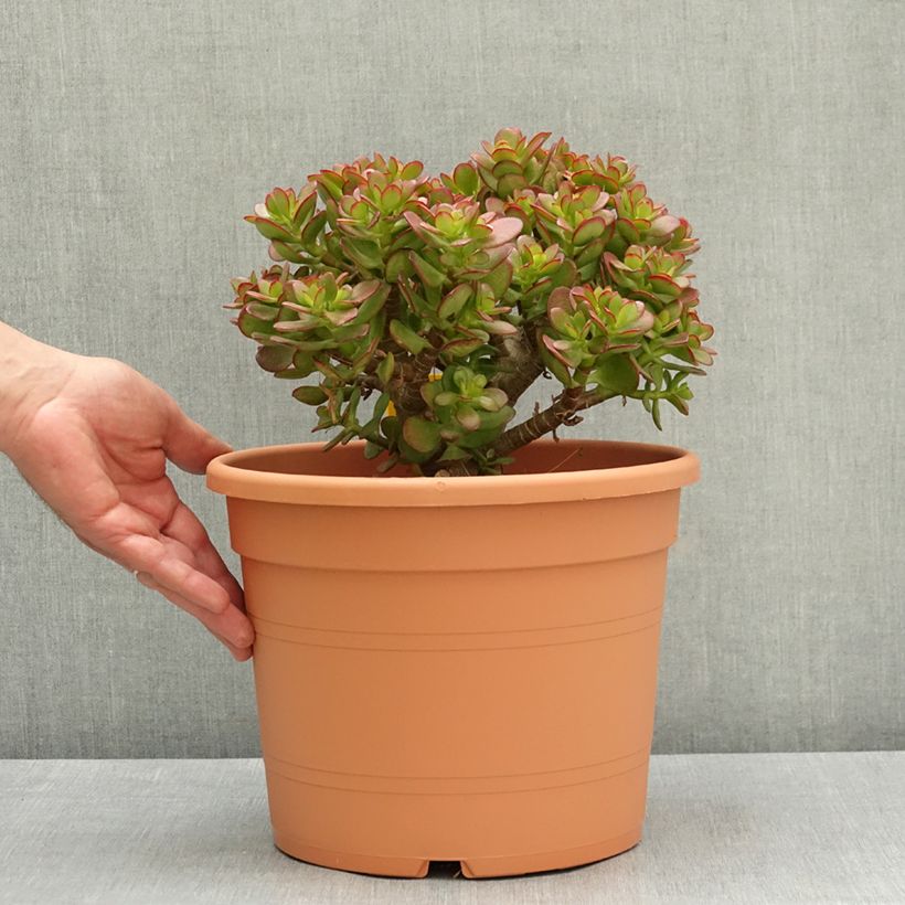 Exemplar von Crassula ovata - Geldbaum Topf mit 7,5L/10L wie im Frühjahr geliefert