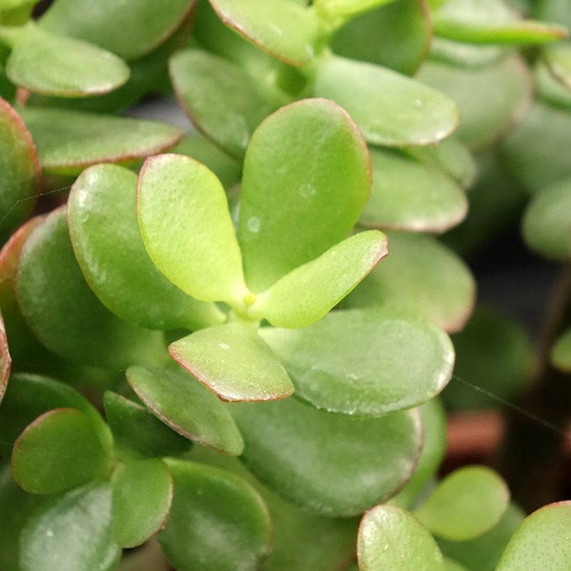 Crassula ovata Minor - Geldbaum (Laub)