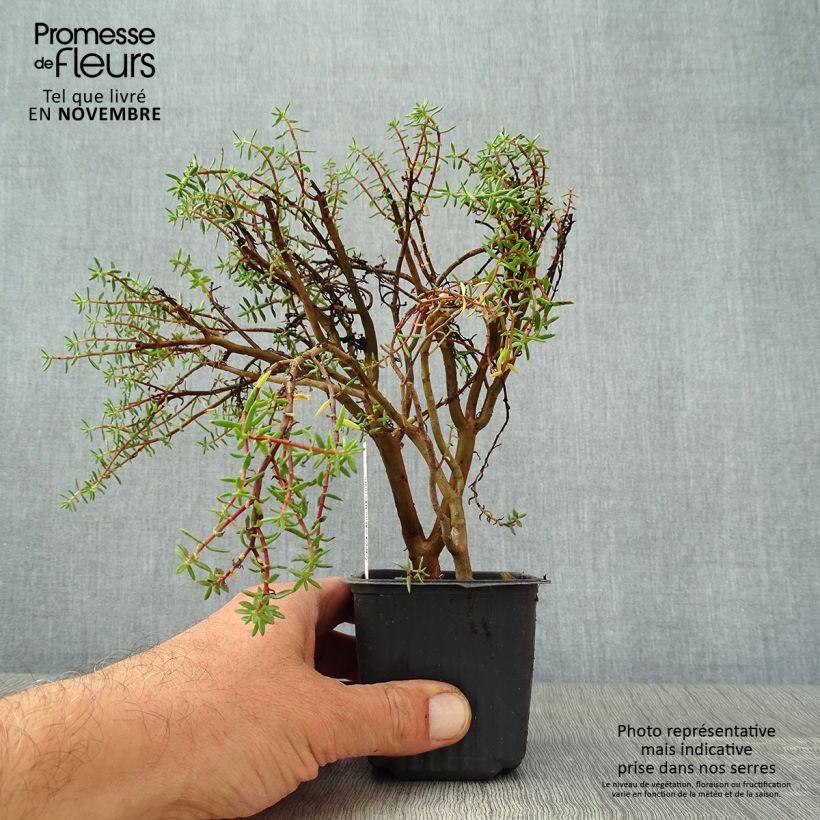 Example of Crassula sarcocaulis Kleine Töpfe von 8/9 cm as you get in automne