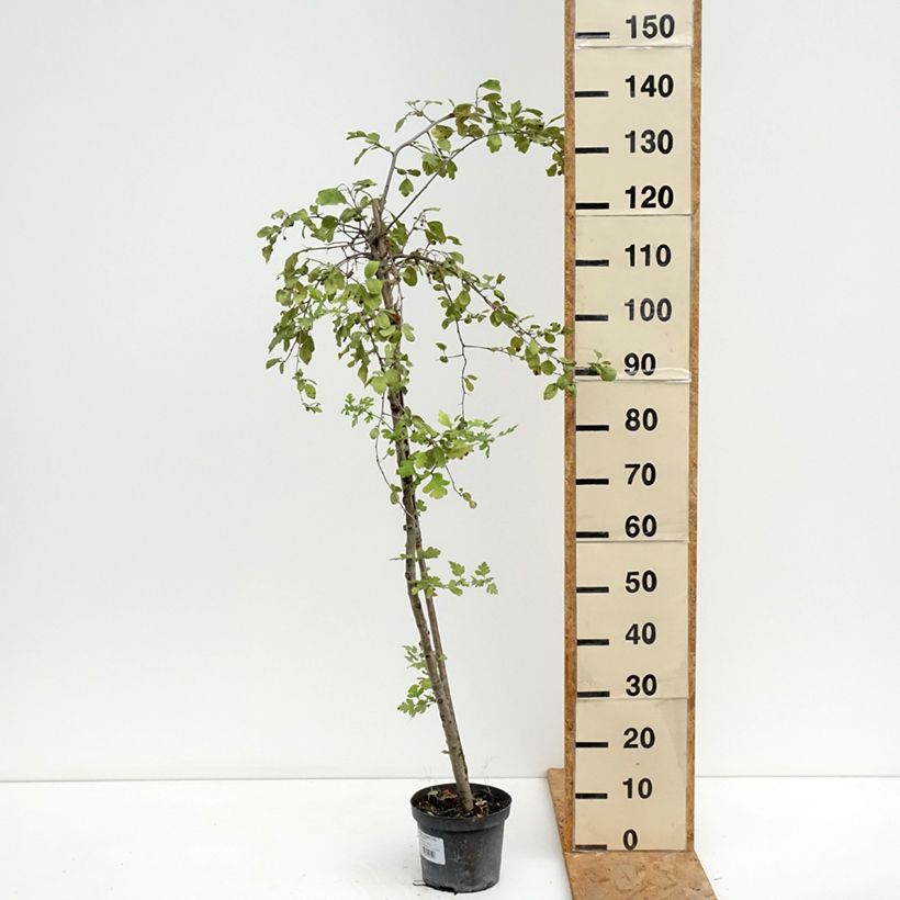 Example of Crataegomespilus dardarii Jules d'Asnière - Weißdornmispel Topf mit 3L/4L as you get in ete