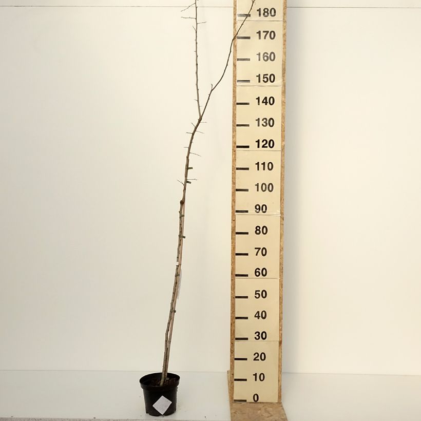 Exemplar von Crataegomespilus dardarii Jules d'Asnière - Weißdornmispel Topf mit 3L/4L wie im Winter geliefert