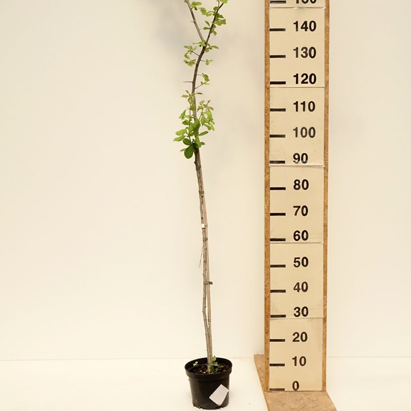 Exemplar von Crataegomespilus dardarii Jules d'Asnière - Weißdornmispel Topf mit 3L/4L, Stamm wie im Frühjahr geliefert