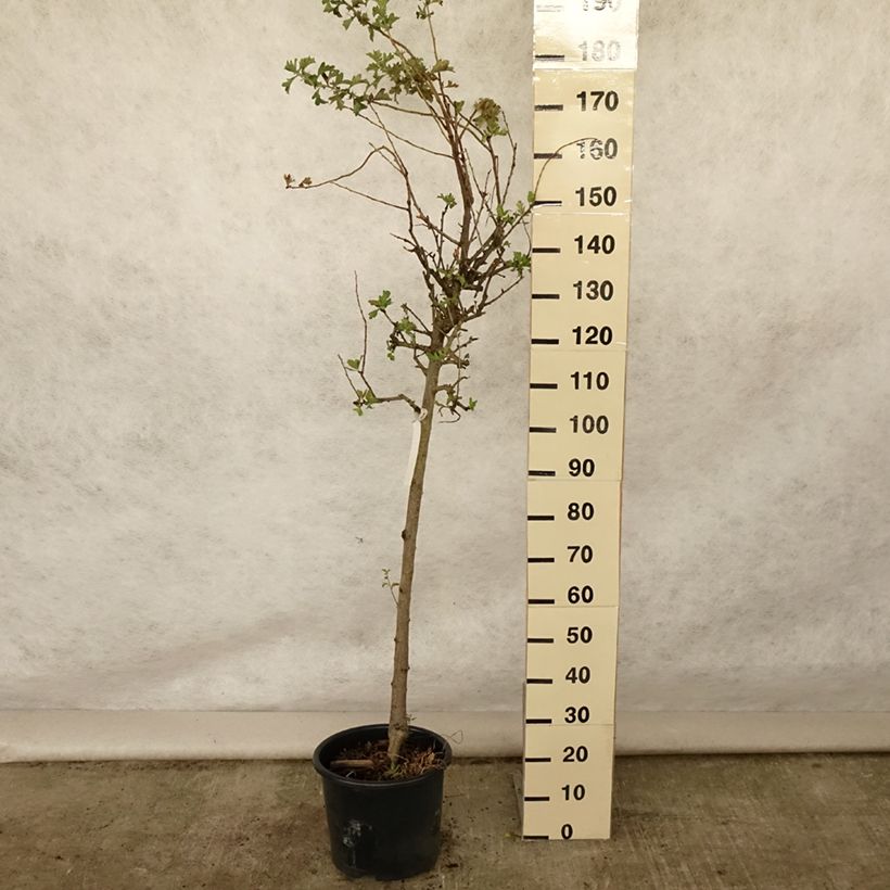 Example of Azaroldorn - Crataegus azarolus Topf mit 12L/15L as you get in ete