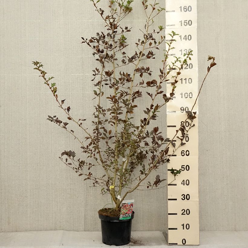 Example of Crataegus grignonensis - Hahnendorn Topf mit 7,5L/10L as you get in automne