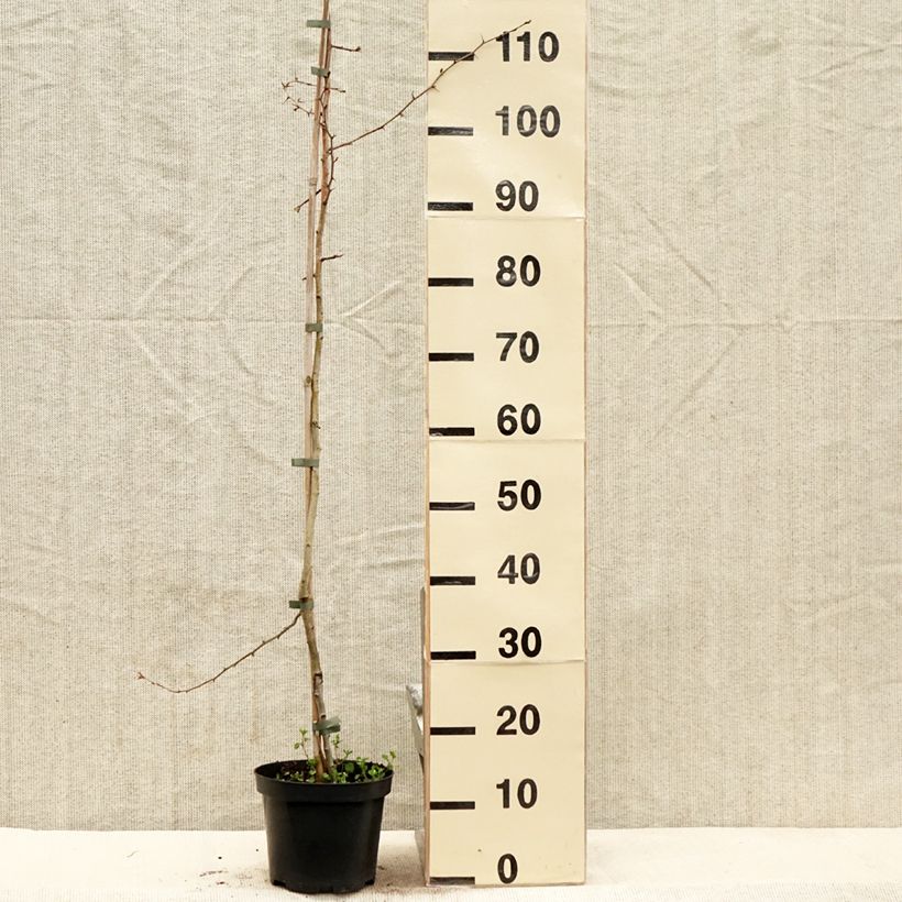 Example of Crataegus laevigata Auriculata - Zweigriffliger Weißdorn Topf mit 3L/4L as you get in printemps