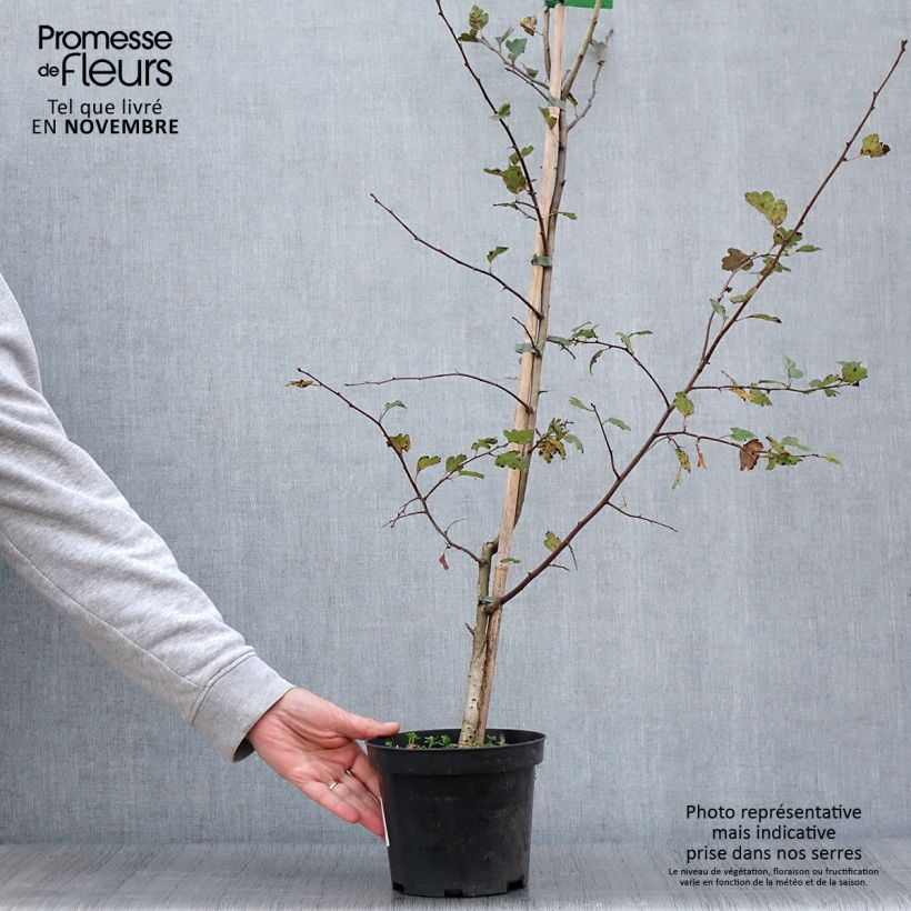 Example of Crataegus laevigata Mutabilis Ravnholdt - Zweigriffliger Weißdorn Topf mit 4L/5L as you get in automne