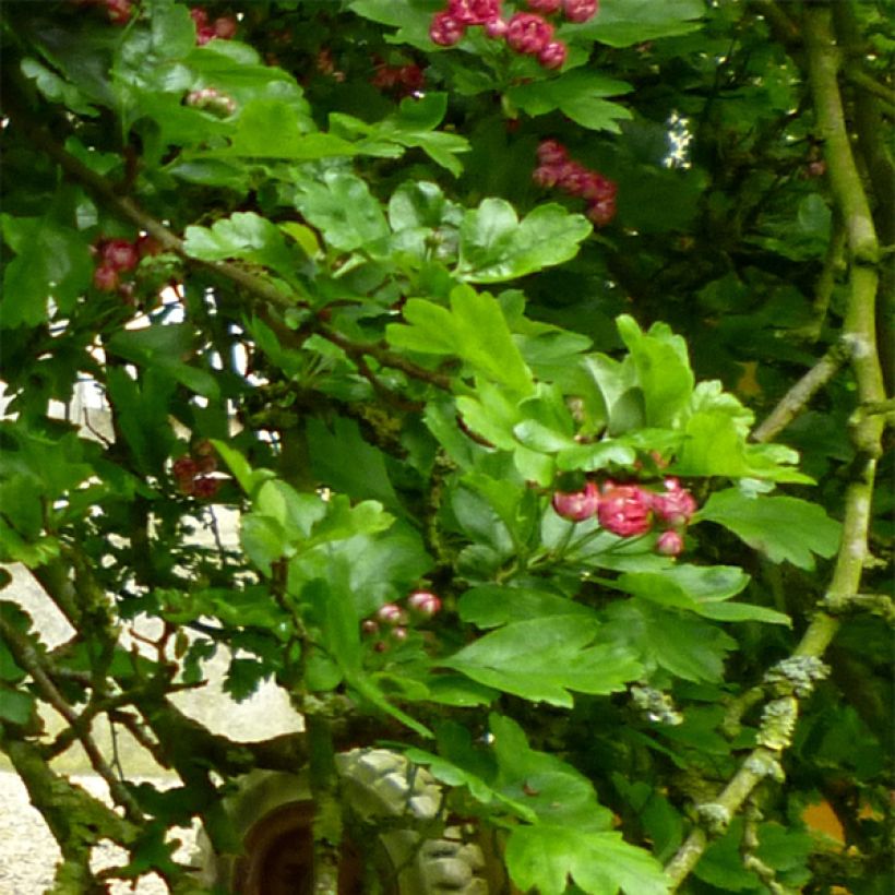 Crataegus laevigata Paul's Scarlet - Zweigriffliger Weißdorn (Foliage)