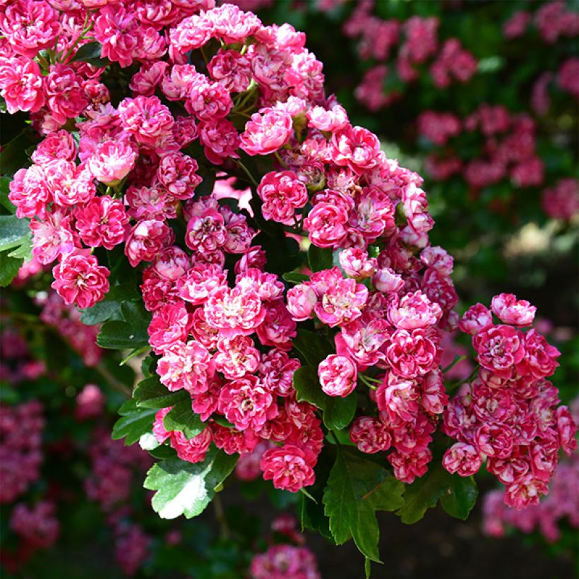 Crataegus laevigata Paul's Scarlet - Zweigriffliger Weißdorn (Flowering)