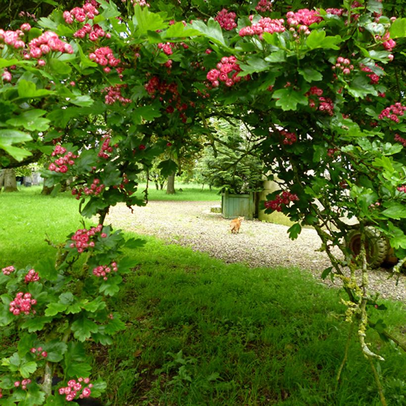Crataegus laevigata Paul's Scarlet - Zweigriffliger Weißdorn (Plant habit)