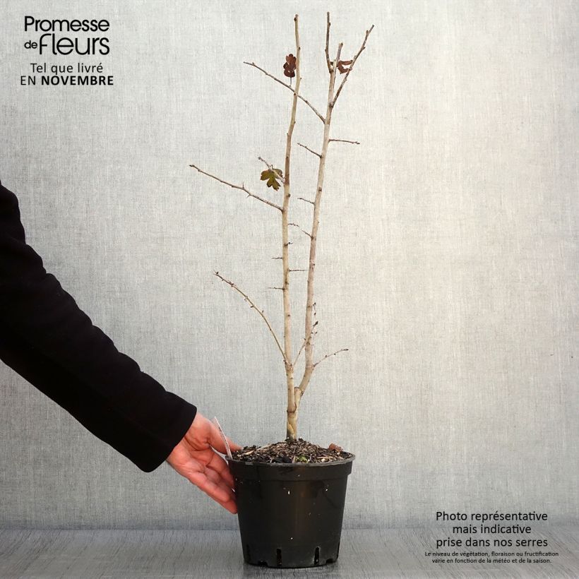 Example of Crataegus laevigata Rosea Flore Pleno - Zweigriffliger Weißdorn Topf mit 3L/4L as you get in automne
