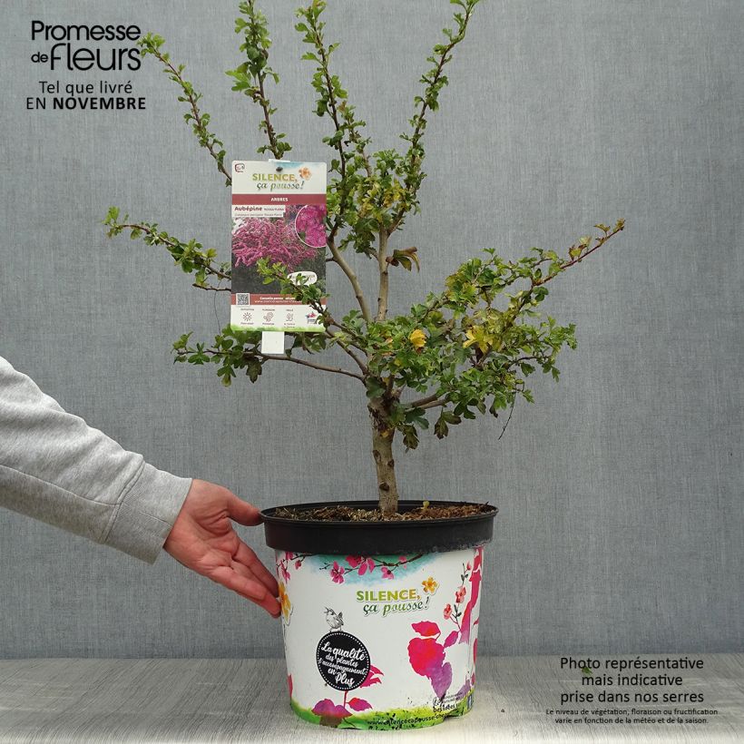 Example of Crataegus laevigata Rosea Flore Pleno - Zweigriffliger Weißdorn Topf mit 7,5L/10L as you get in automne