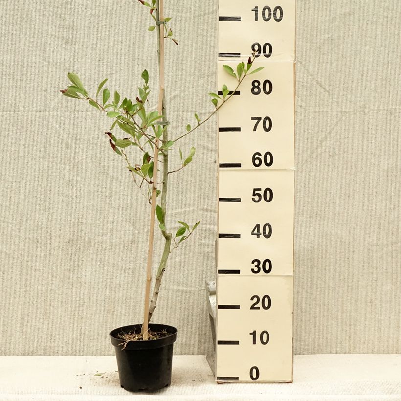 Exemplar von Crataegus lavallei Carrierei - Lederblättriger Weißdorn Topf mit 3L/4L wie im Sommer geliefert
