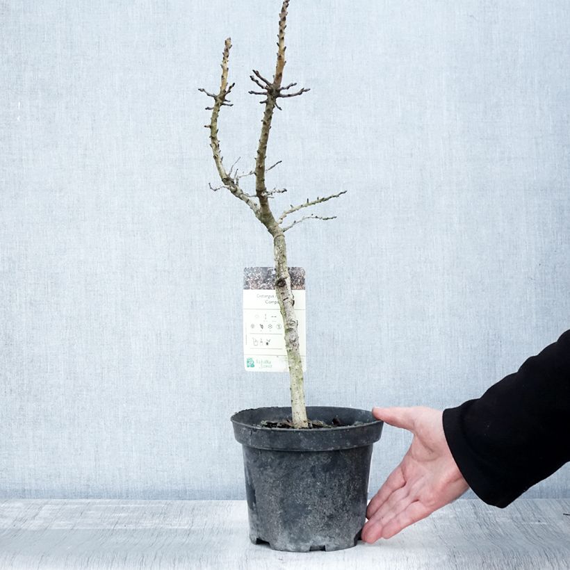 Example of Crataegus monogyna Compacta - Eingriffliger Weißdorn Topf mit 3L/4L as you get in automne