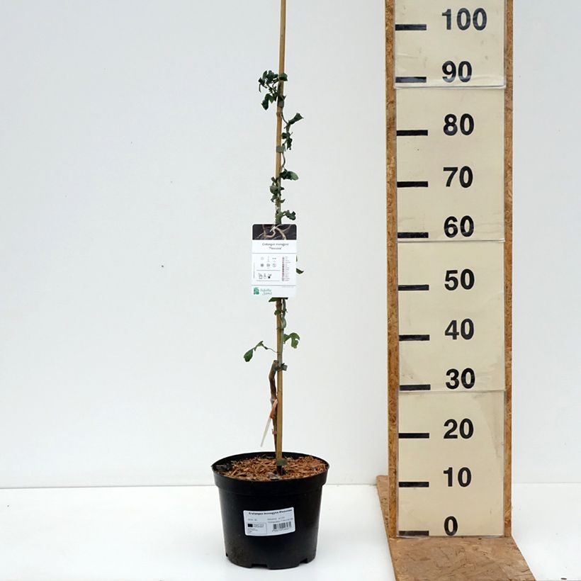 Exemplar von Crataegus monogyna Flexuosa - Eingriffliger Weißdorn Topf mit 3L/4L wie im Herbst geliefert